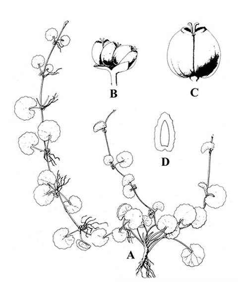 Natural compounds from  Centella asiatica